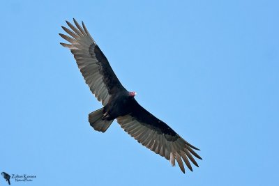 Turkey Vulture (Cathartes aura)