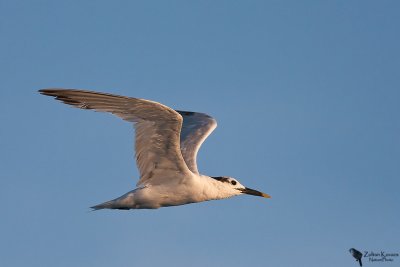 Sandwich Tern (Thalasseus sandvicensis)