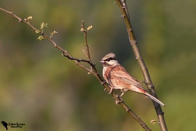 White-capped Bunting(Emberiza stewarti)