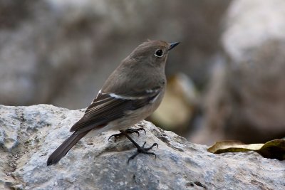 Blue-capped Redstart (Phoenicurus caeruleocephala) female