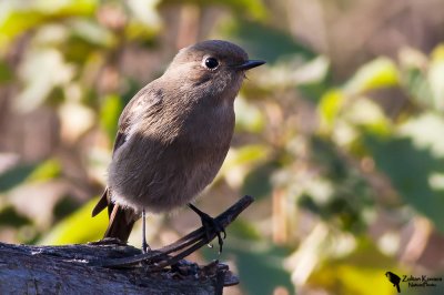 Blue-capped Redstart (Phoenicurus caeruleocephala) female