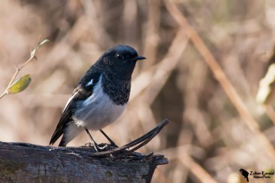 Blue-capped Redstart (Phoenicurus caeruleocephala) male