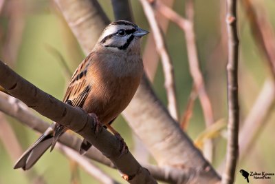 Rock Bunting (Emberiza cia)