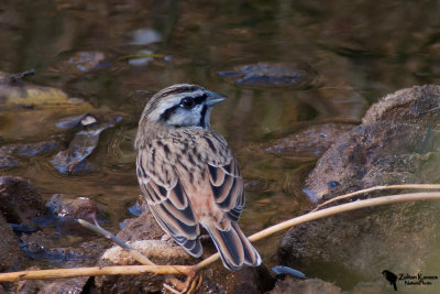 Rock Bunting (Emberiza cia)