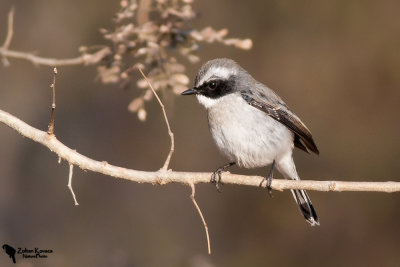 Grey Bushchat