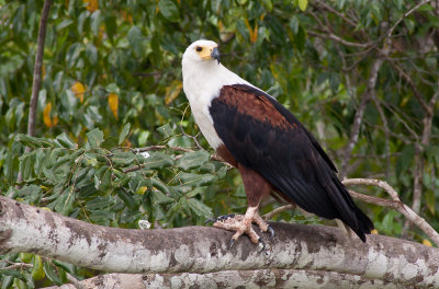 African Fish Eagle (Haliaeetus vocifer)