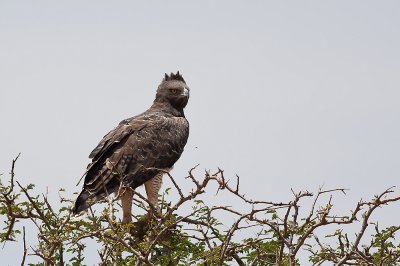 Martial Eagle (Polemaetus bellicosus)