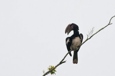 Trumpeter Hornbill (Bycanistes bucinator)