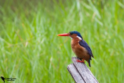 Malachite Kingfisher (Alcedo cristata)