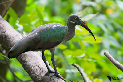 Hadada Ibis (Bostrychia hagedash)