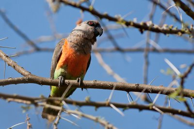 Red-bellied Parrot (Poicephalus rufiventris)