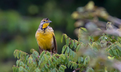 Yellow-throated Longclaw (Macronyx croceus)