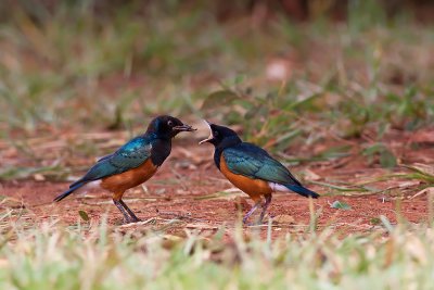 Superb Starling (Lamprotornis superbus)