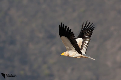 Egyptian Vulture (Neophron percnopterus)