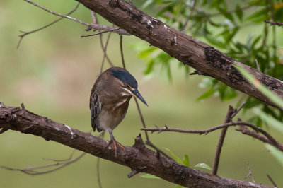 Striated Heron (Butorides striata)