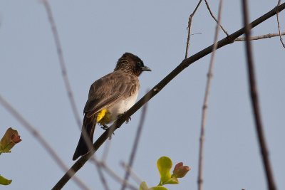 Common Bulbul (Pycnonotus barbatus)