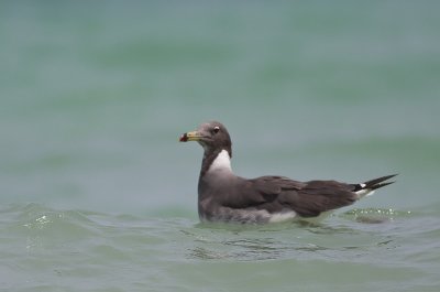 Sooty Gull (Ichthyaetus hemprichii)