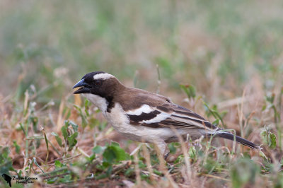 White-browed Sparrow-Weaver (Plocepasser mahali)