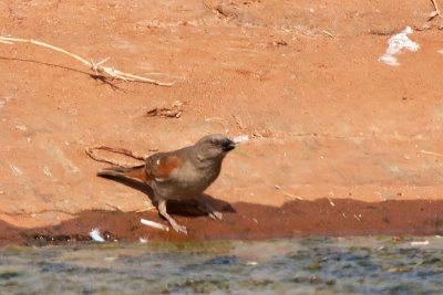 Northern Grey-headed Sparrow (Passer griseus)