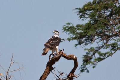 African Hawk-Eagle (Aquila spilogastra)