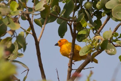 Golden Palm Weaver (Ploceus bojeri)