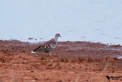 Speckled Pigeon (Columba guinea)