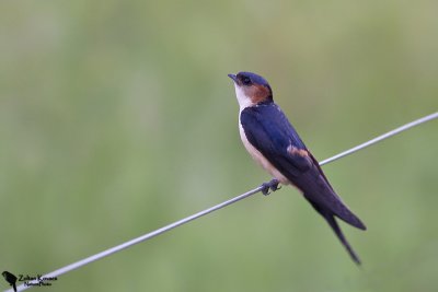 Red-rumped Swallow (Cecropis daurica)