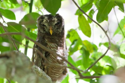  African Wood Owl (Strix woodfordii)