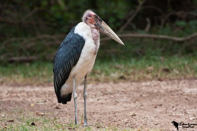 Marabou Stork (Leptoptilos crumeniferus)