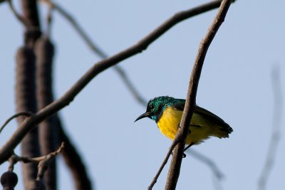 Variable Sunbird (Cinnyris venustus)