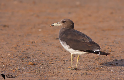 Sooty Gull (Ichthyaetus hemprichii)