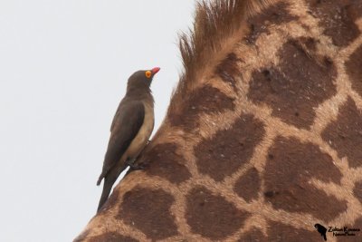 Red-billed Oxpecker (Buphagus erythrorhynchus)