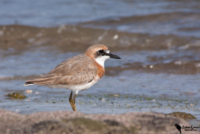 Lesser Sand Plover (Charadrius mongolus)