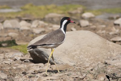 Red-wattled Lapwing (Vanellus indicus)