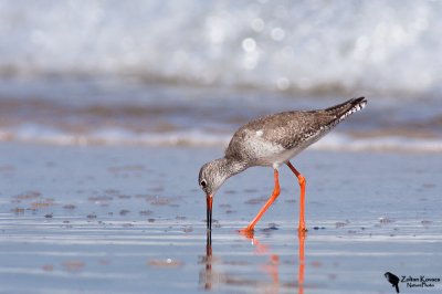 Redshank (Tringa totanus)