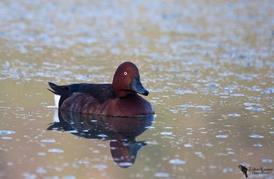 Ferruginous Duck (Aythya nyroca)