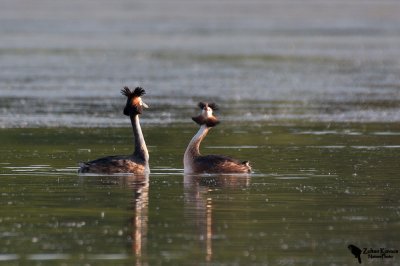 Great Crested Grebe