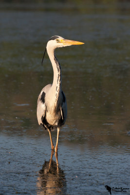 Grey Heron (Ardea cinerea)