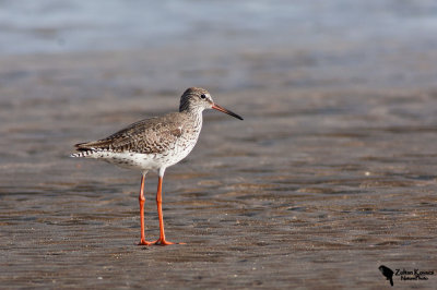 Redshank (Tringa totanus)