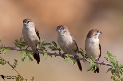 Indian Silverbill