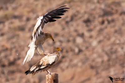 Egyptian Vulture (Neophron percnopterus)