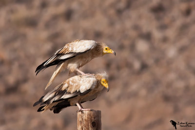 Egyptian Vulture (Neophron percnopterus)