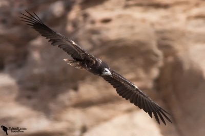 Egyptian Vulture (Neophron percnopterus)