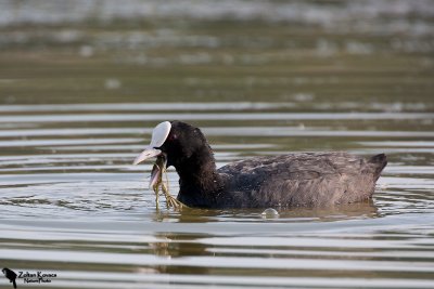 Gruiformes