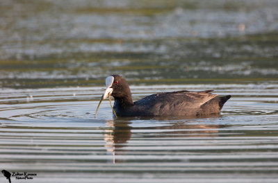 Coot (Fulica atra)