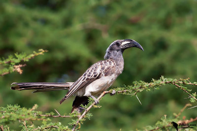 African Grey Hornbill (Tockus nasutus)