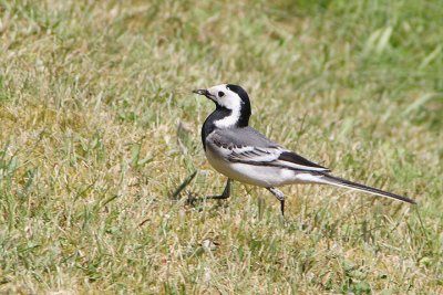 Pied Wagtail (Motacilla alba)