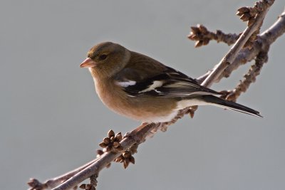 Chaffinch (Fringilla coelebs)
