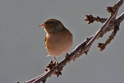 Chaffinch (Fringilla coelebs)