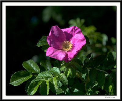 My Flowers